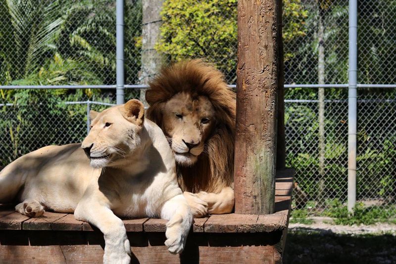Big Cat Viewing That Brings You Face-to-Face With Lions and Tigers