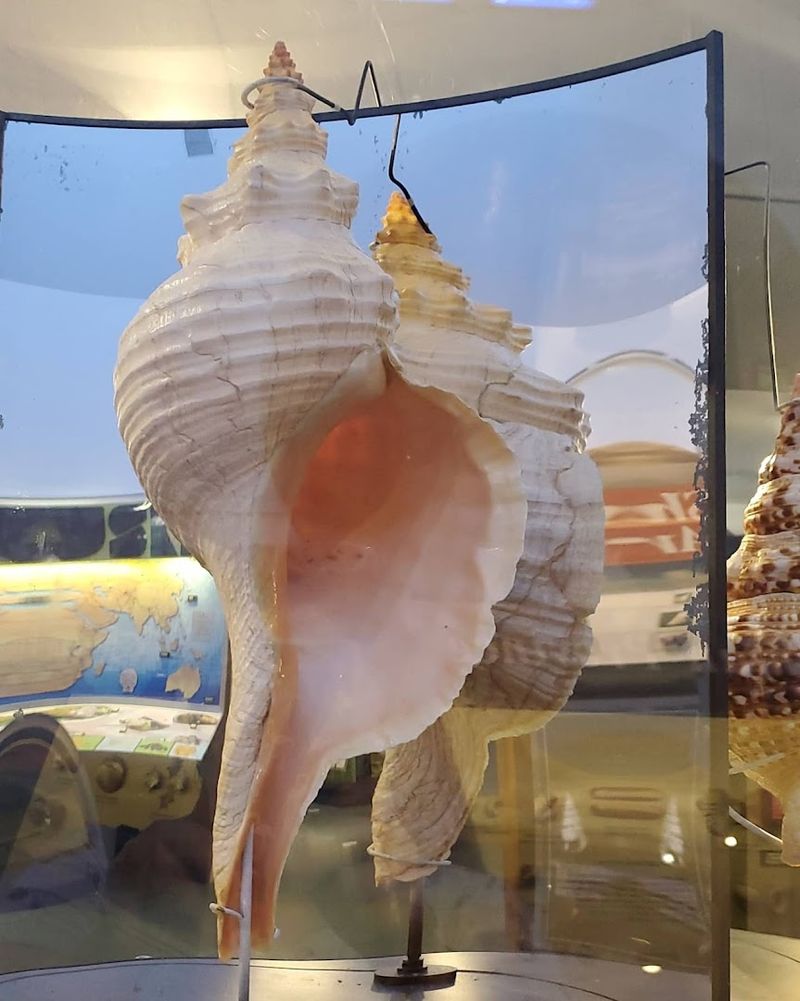 The Bailey-Matthews National Shell Museum