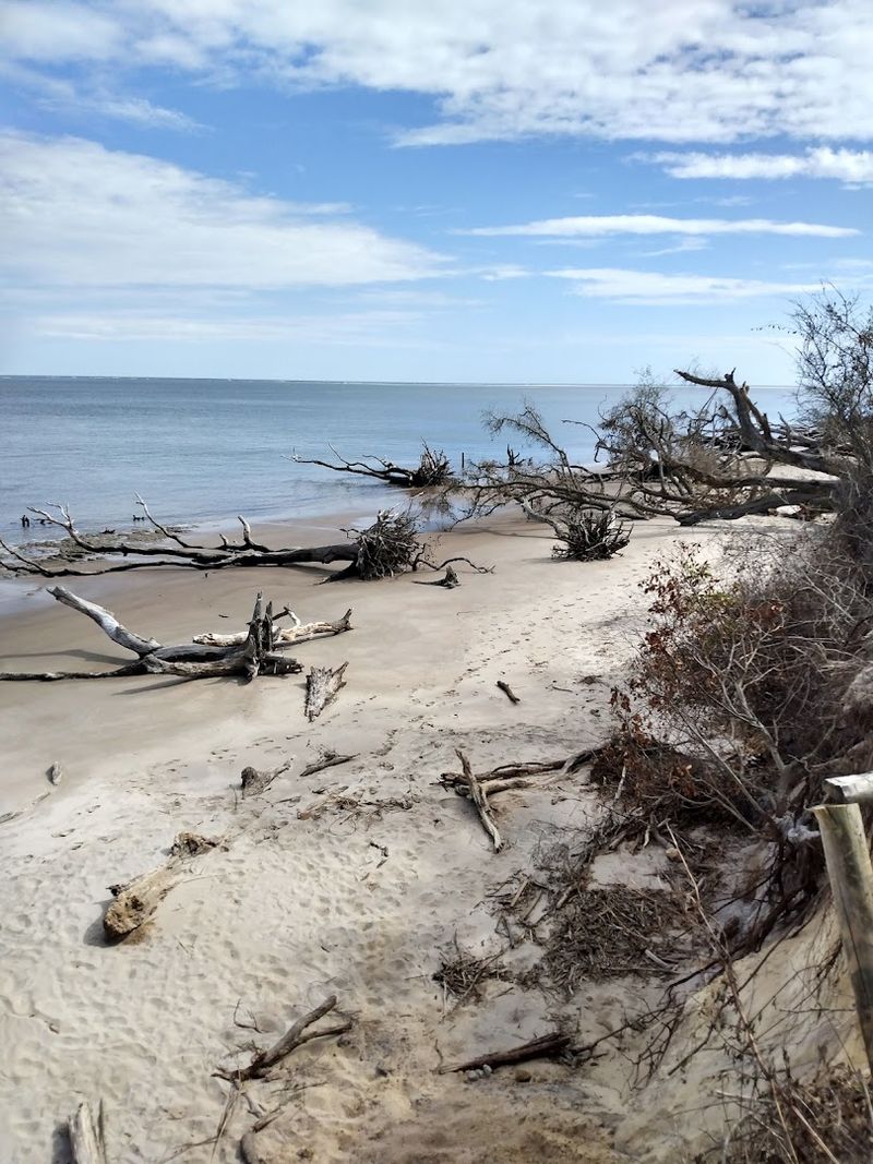 Boneyard Beach at Big Talbot Island State Park (Jacksonville)