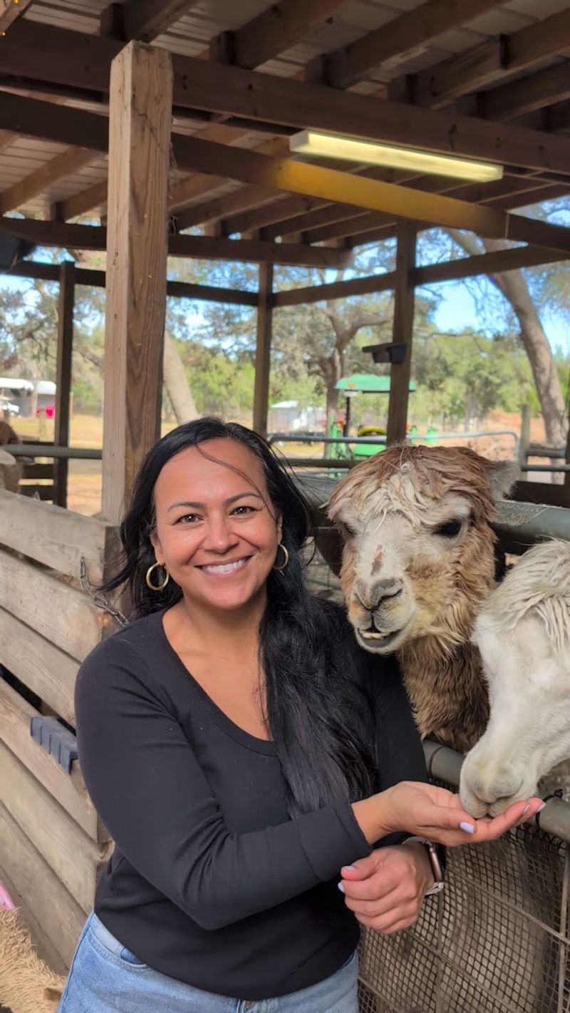 Llama Kisses Become The Hilarious Highlight Nobody Expected