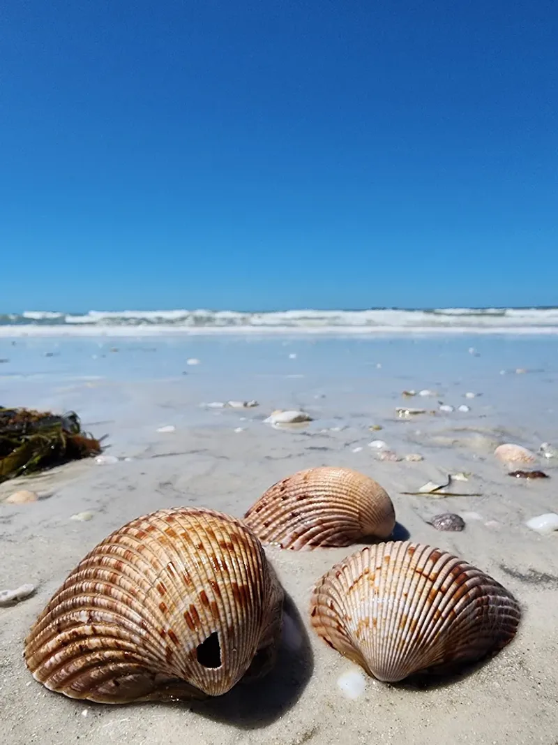 East Beach's Hidden Collecting Spots