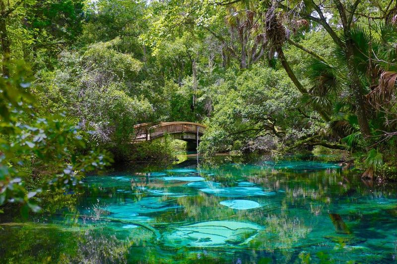 Ocala National Forest Trails (Marion, Lake, and Putnam Counties)
