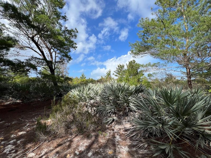 Seabranch Preserve State Park