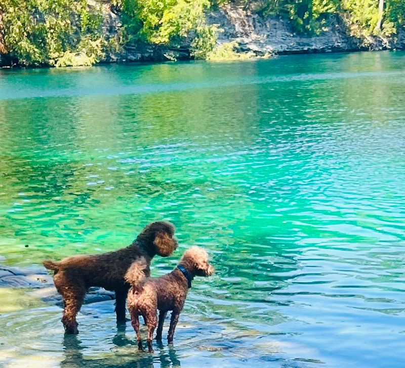 Welcoming Dog Community With Well-Behaved Pups