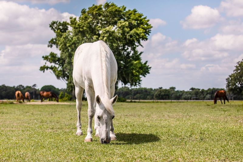 Myakka Trail Rides (Myakka City)