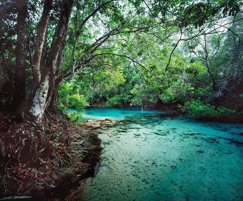 Alachua