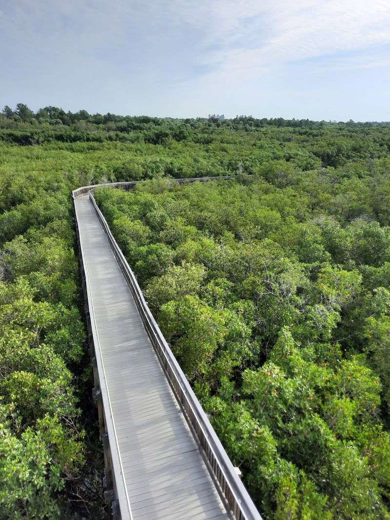 Tower Boardwalk at Weedon Island Preserve (St. Petersburg)
