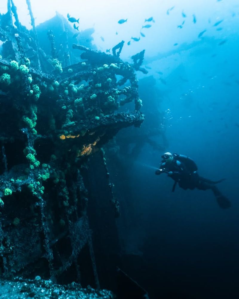 Explosion of Marine Life colonization