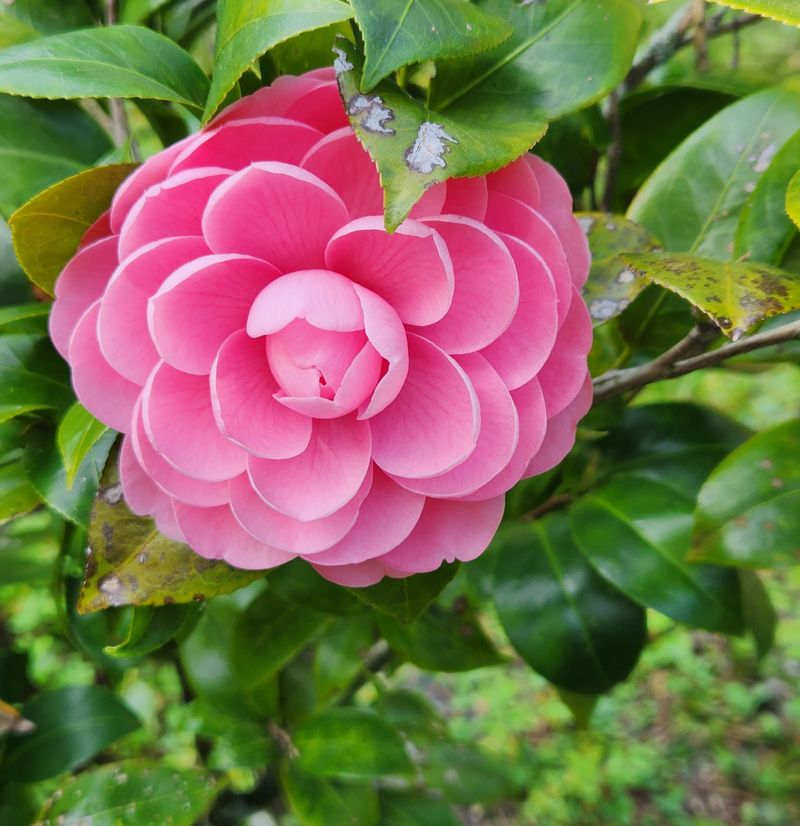 Flowering Gardens With Seasonal Blooms