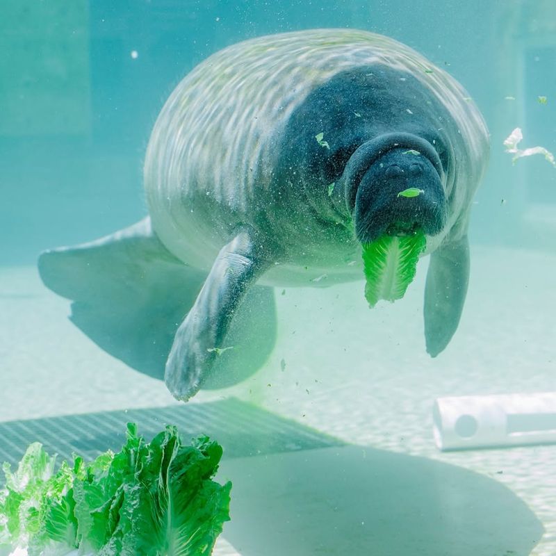 Active Manatee Viewing Areas