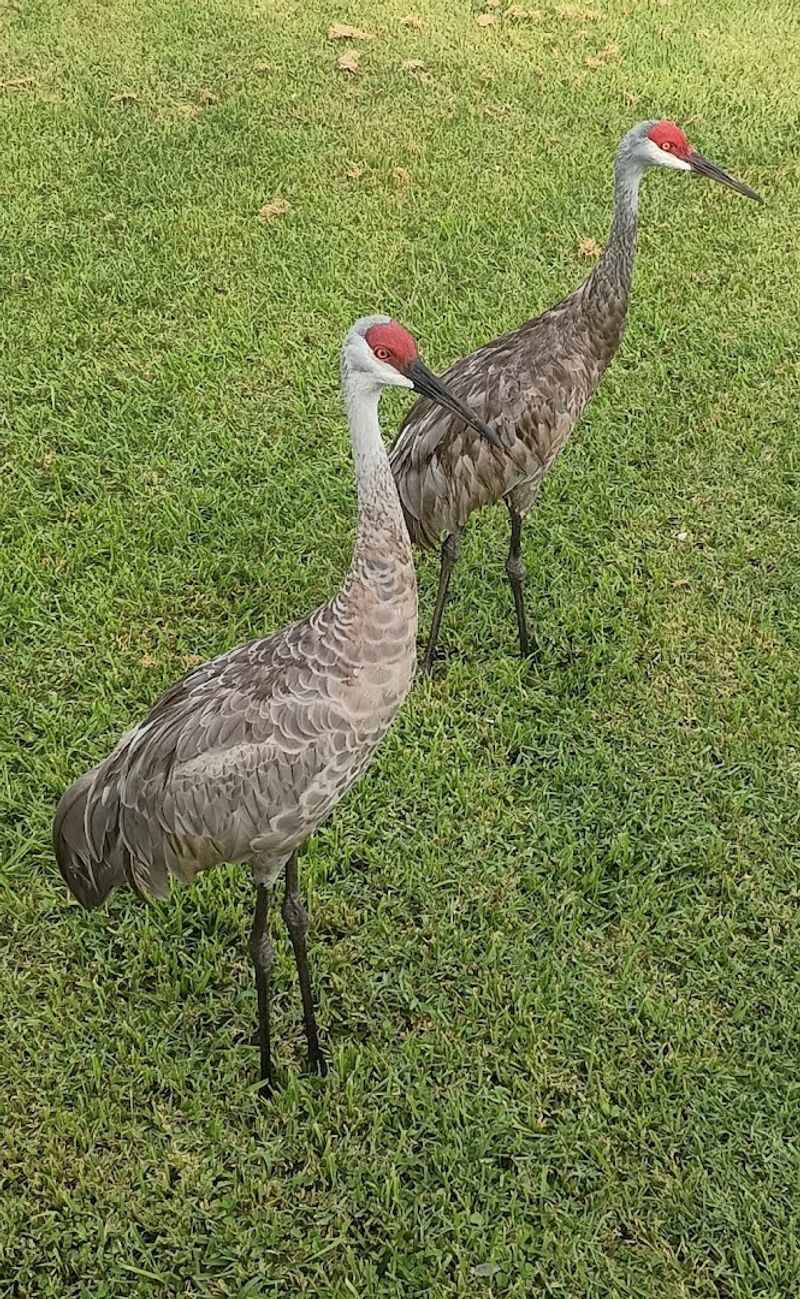 Wildlife Around Every Corner of the Junction