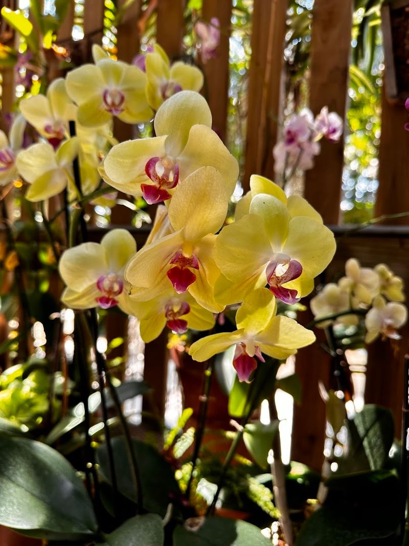 Orchids Hanging Everywhere Add a Layer of Color You Won't Expect