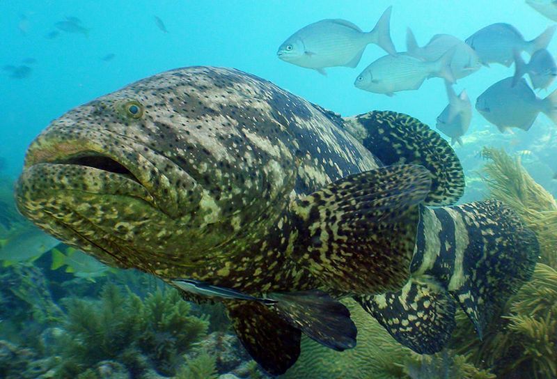 Marine Life That Calls the Wreck Home