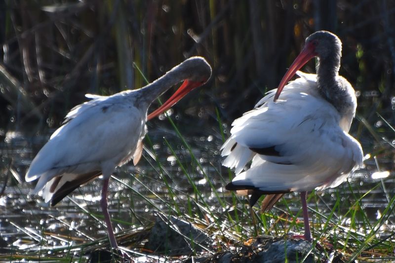 Wildlife Watching Without the Crowds