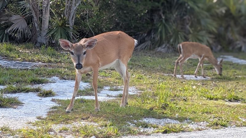 National Key Deer Refuge (Big Pine Key)