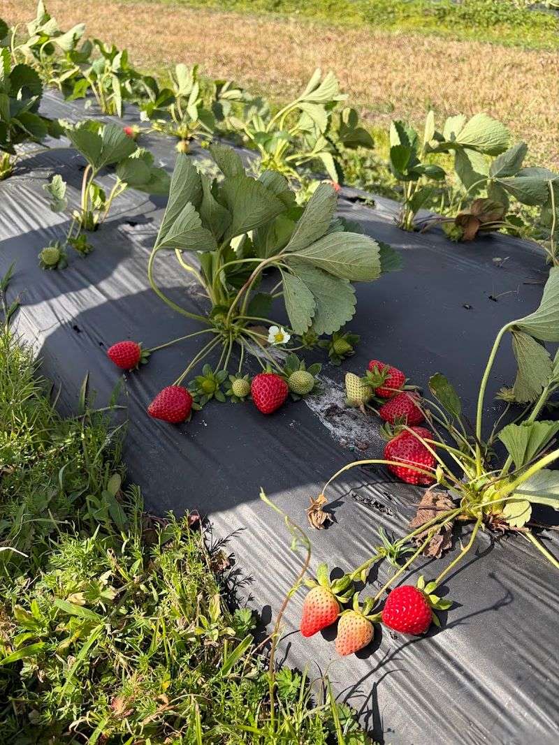 Luna Berry Farms, Auburndale