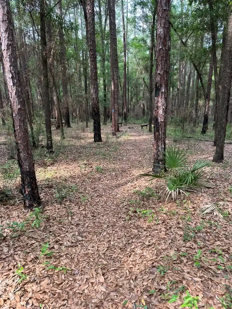 Diverse Hardwood Forests Filling the Ravine Bottoms