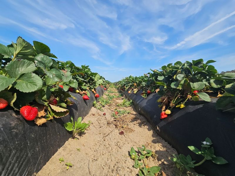 Southern Hill Farms, Clermont