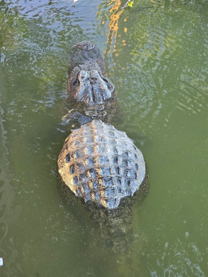 Alligator Encounters in Their Natural Kingdom