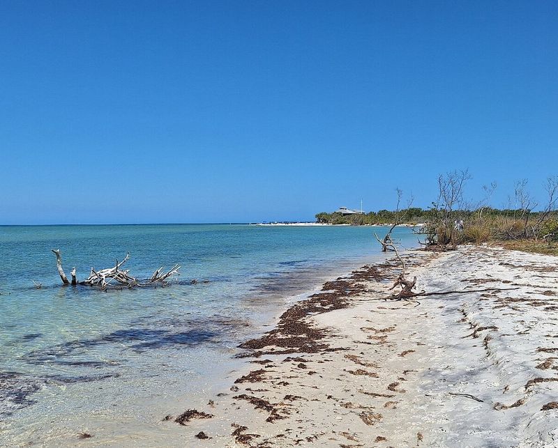 Honeymoon Island State Park's Untouched Beaches
