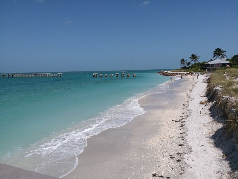 Wildlife Beyond the Tarpon: What Else Lives on This Island