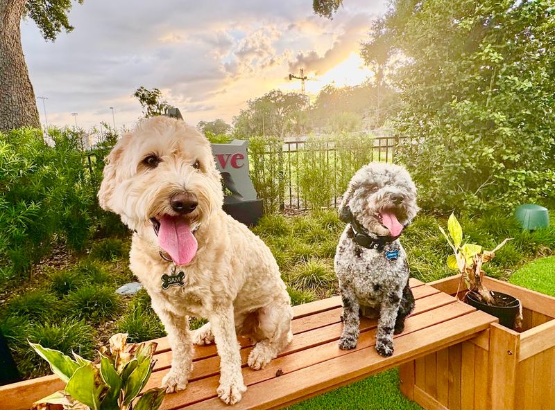 Special Events and Breed-Specific Meetups