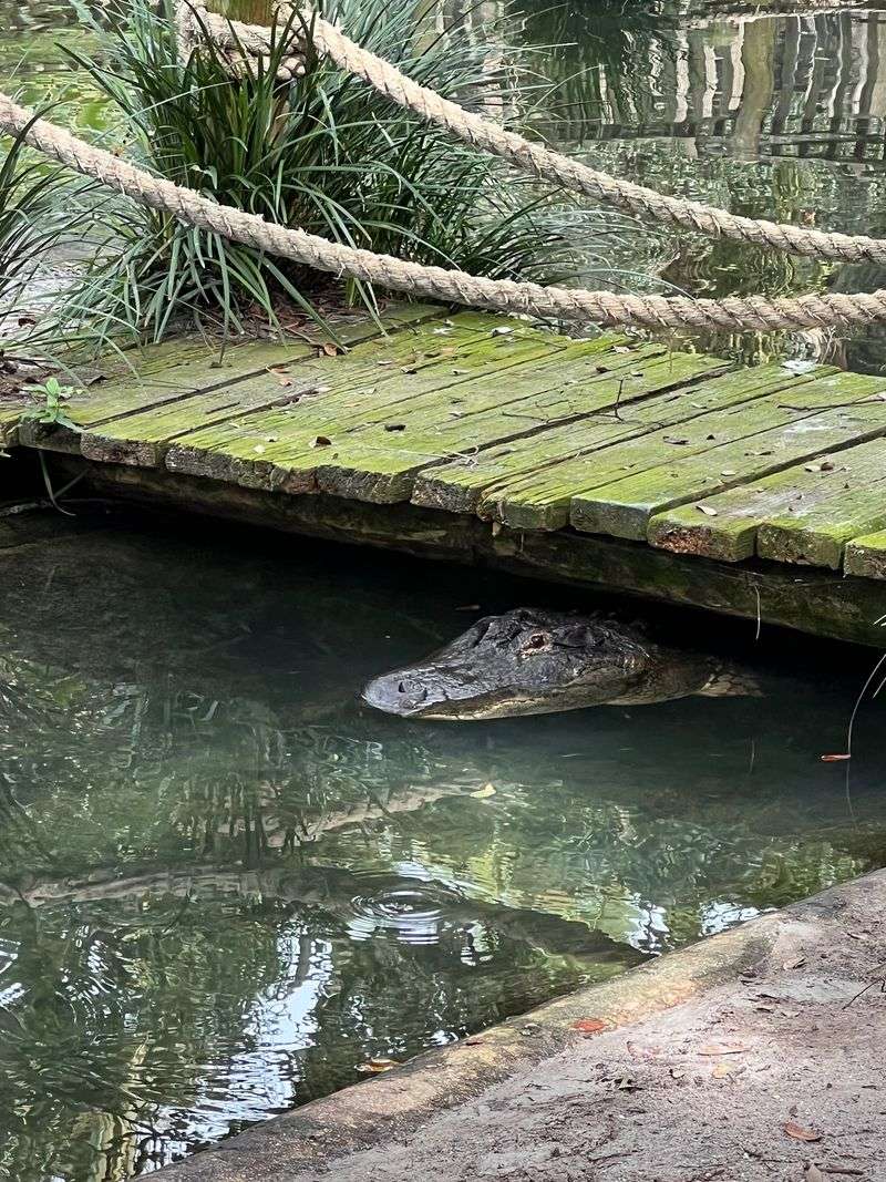 Witness the Famous Albino Alligator and Legendary Gomek