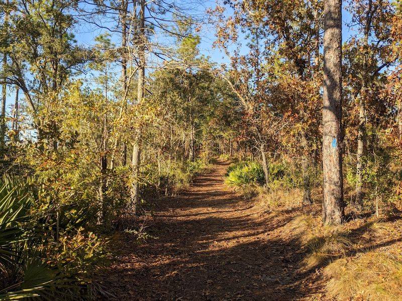 Florida Trail (Apalachicola Section)
