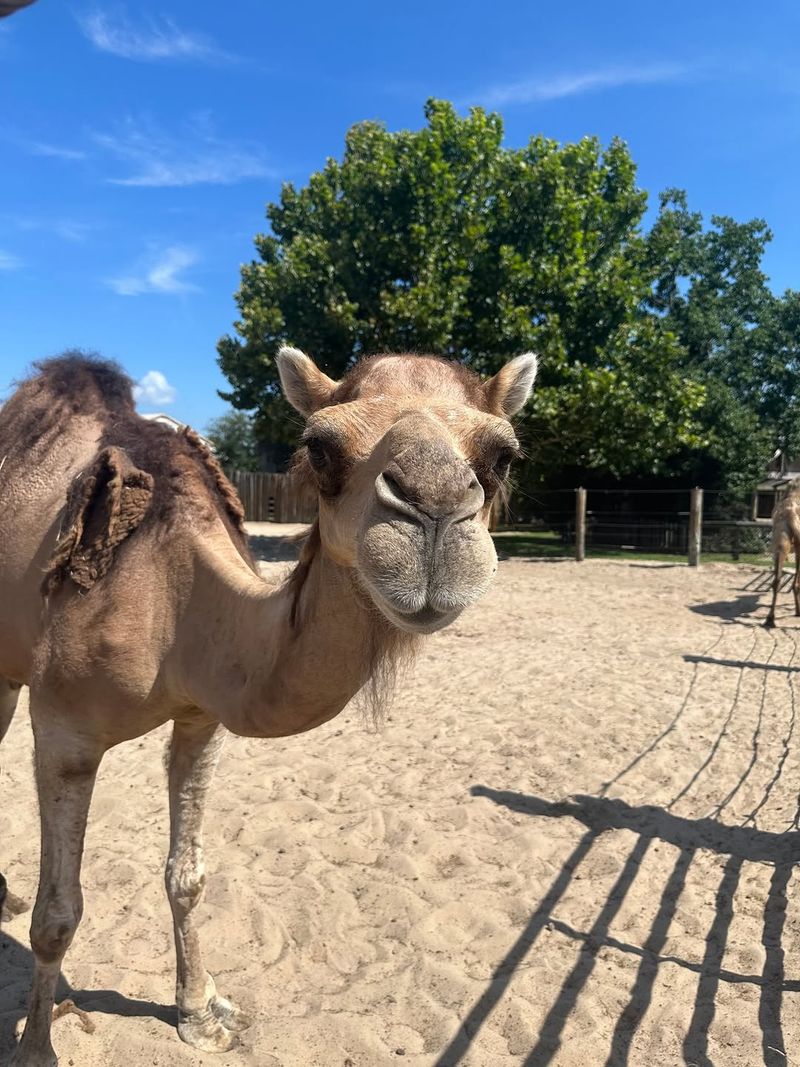 Interactive Camel And Exotic Animal Encounters