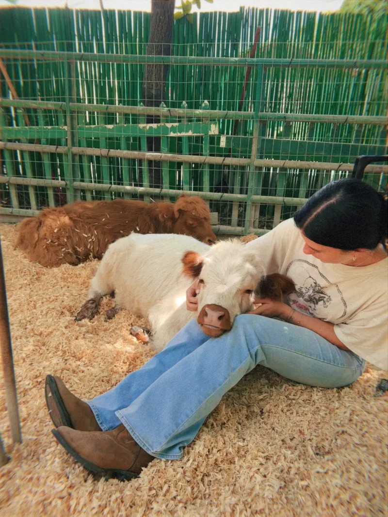 Meet Highland Cows And Exotic Birds In One Spot