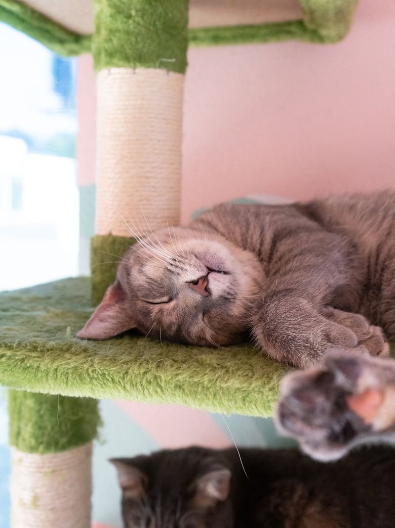 Adoption Moments That Matter