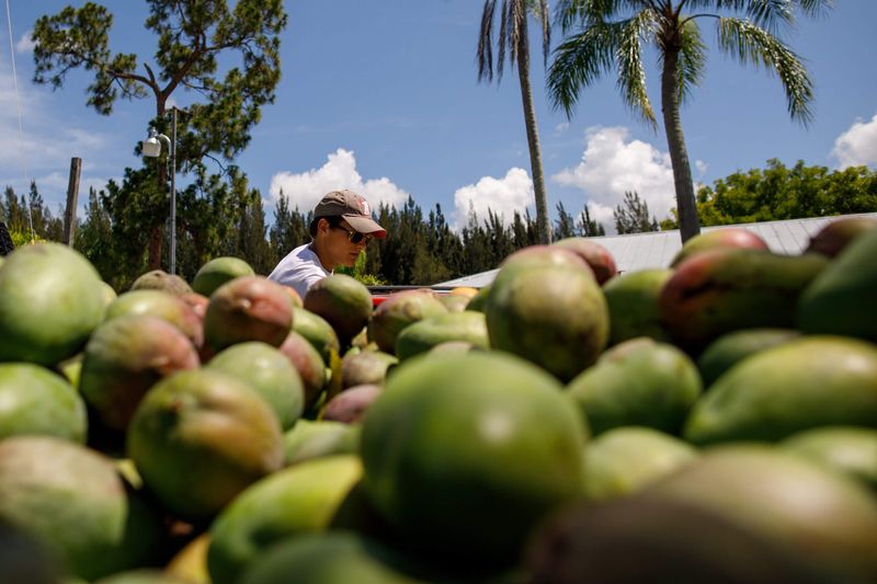 Farm-Fresh Tropical Fruits Grown Right Here