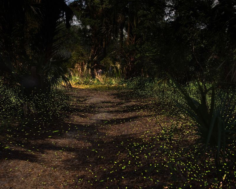 Firefly Nights Event Runs March Through April