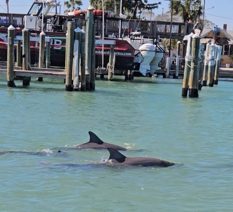 Dolphin Sightings That Show Up Like Clockwork