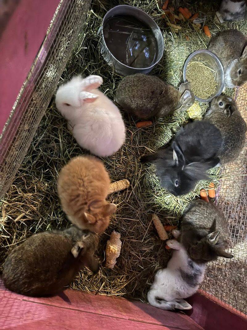 Cuddle Baby Bunnies In A Supervised Setting