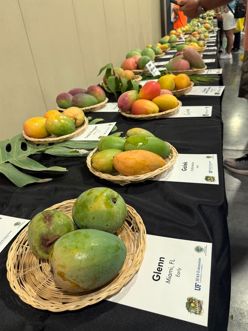 ID Your Mango Booth Solves Mysteries
