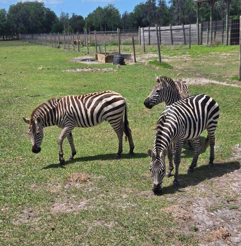 Drive-Through Safari Adventure in Your Own Car