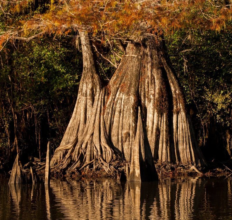 Wildlife and Quiet Surprises