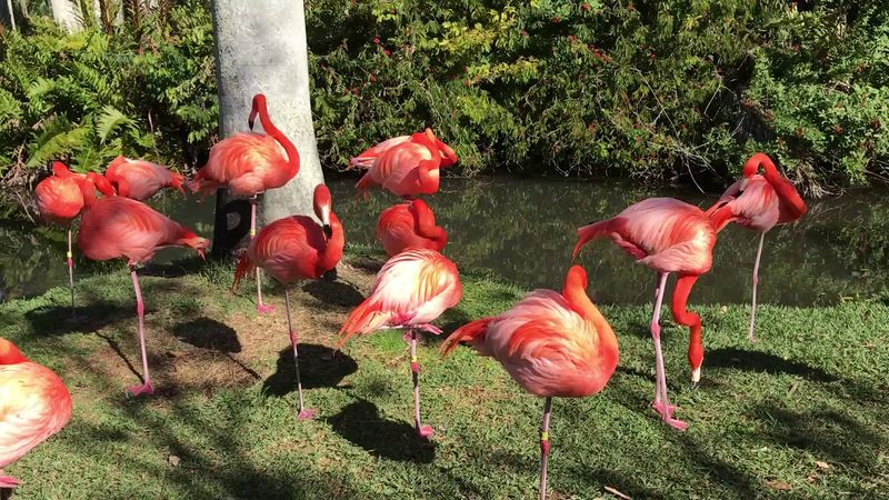 Sarasota Jungle Gardens – Sarasota