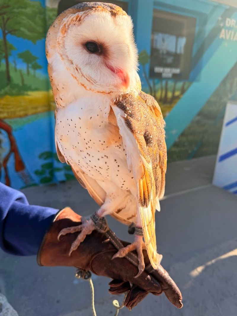 Learn from Knowledgeable Volunteers