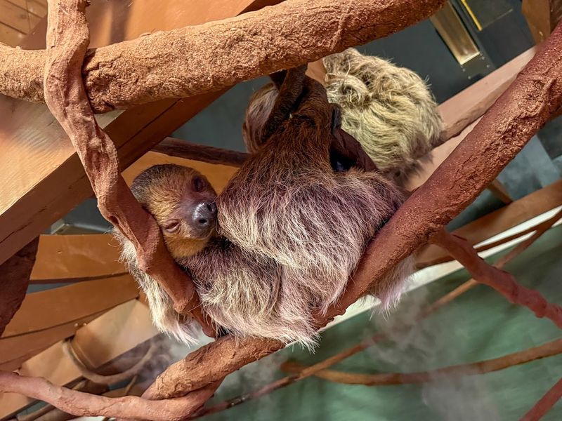 The Sloth Encounter: Slow Down and Meet Something Extraordinary