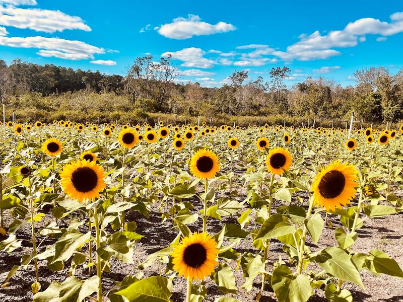Amber Brooke Farms (Mount Dora area)