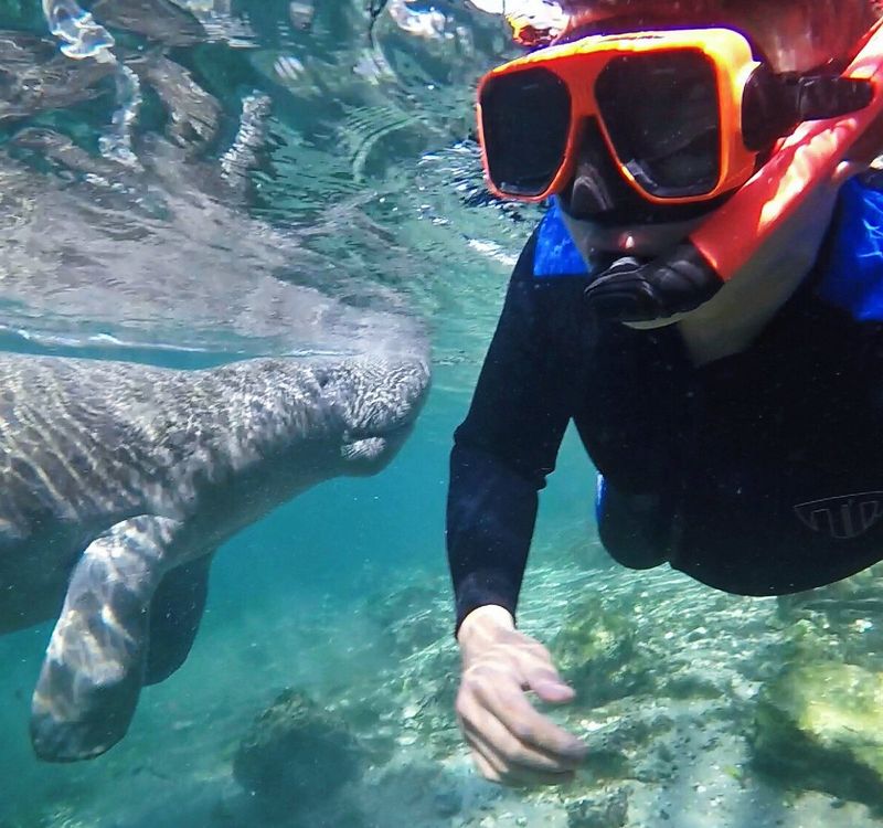 Swimming With Manatees: The Rules and Reality