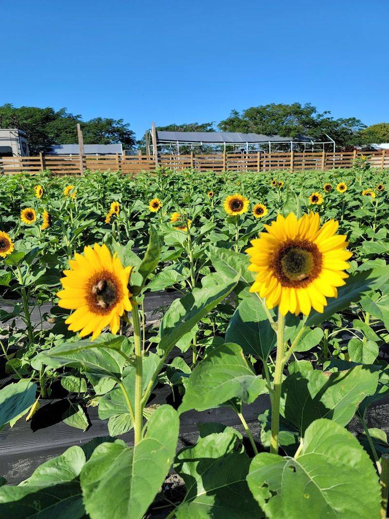 Bedner's Farm Fresh Market (Boynton Beach)