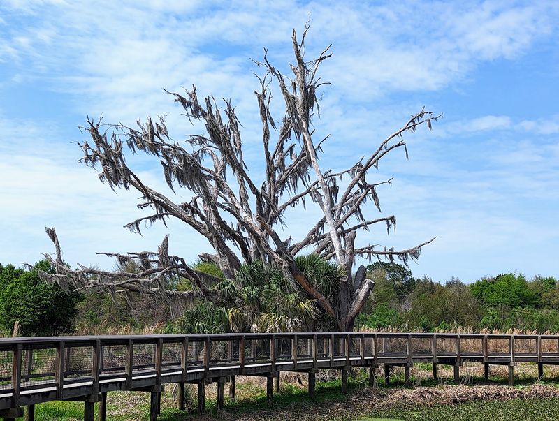 Paynes Prairie Preserve: Bison, Horses, and Gators