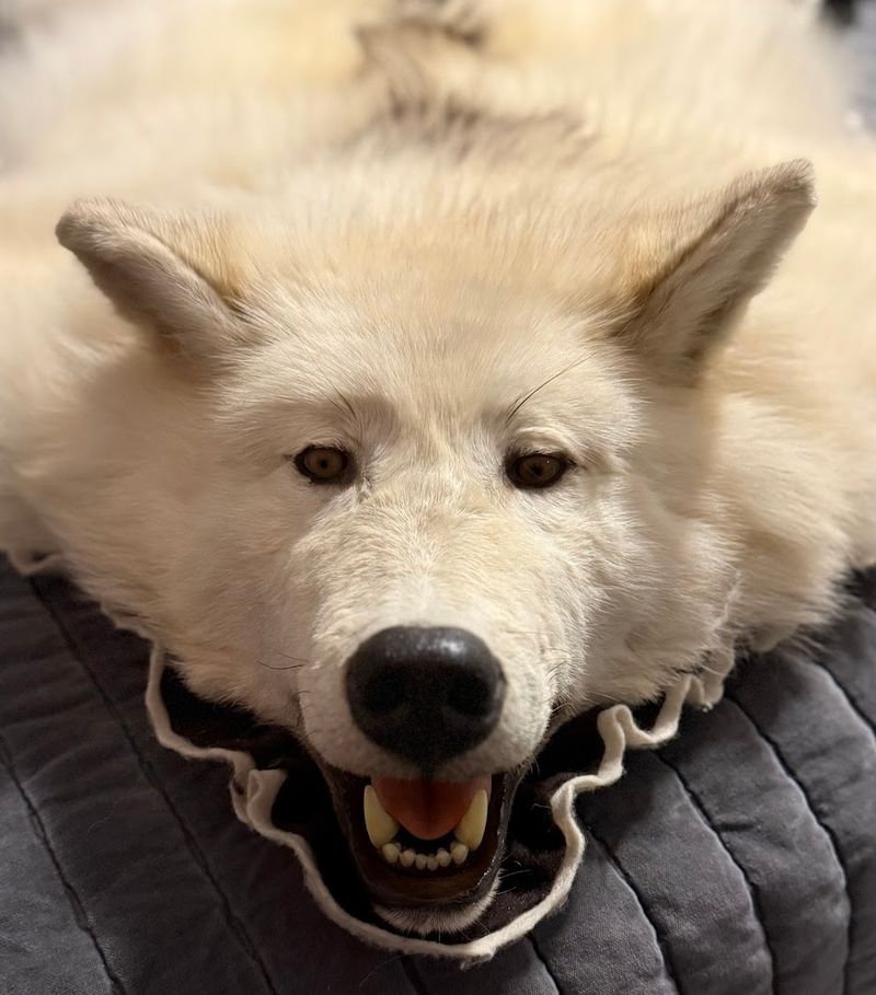 Taxidermy, Bones, And Ethical Conversation Starters