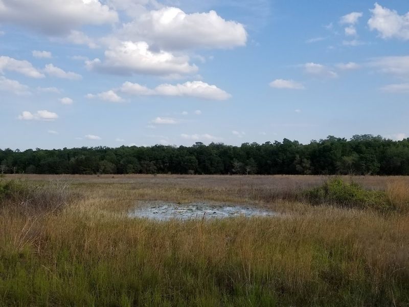 The Real Florida Ecosystems
