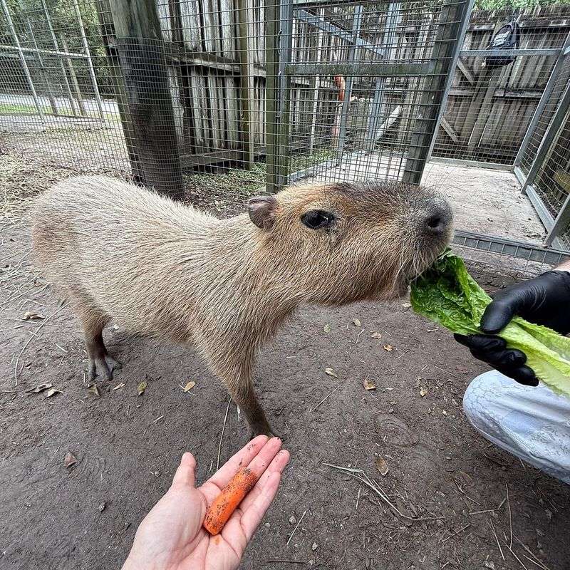 Cuddle Sessions With the Sweetest Capybaras You'll Ever Meet
