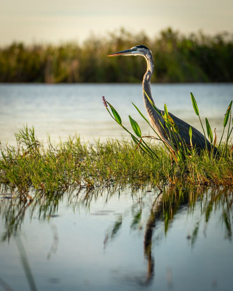 Loxahatchee National Wildlife Refuge (Boynton Beach)