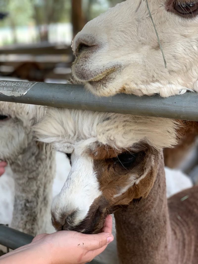 Hand-Feeding Alpacas Creates Unforgettable Close Encounters